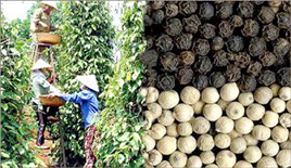 REVIEW OF PEPPER MARKET WEEK 43-2016